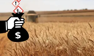 Un sacco di soldi con simboli di pericolo sovrastano un campo di grano. Il diserbante è pericoloso per l'uomo, ma genera profitto.