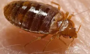 Ingrandimento di una cimice del letto, insetto parassita che si nutre di sangue umano.