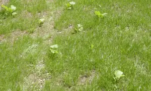 Un prato verde con alcune piante di setaria infestante che spuntano tra l'erba.