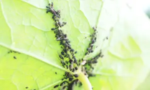 Un'infestazione di afidi neri su una foglia verde. Scopri come eliminarli per salvare le tue piante.