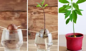 Fasi per imparare come piantare avocado: seme in acqua, germoglio con radici e piantina in vaso.