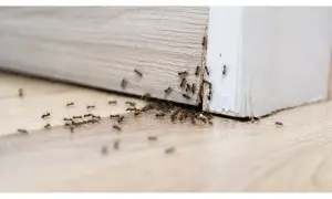 Un'invasione di formiche in casa, una fila indiana si muove lungo il battiscopa, cercando cibo.