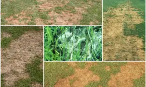 Macchie marroni e lanugine bianca su un prato, sintomi di pythium.