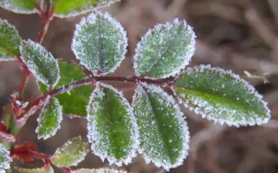 Foglie verdi di dimorfoteca ricoperte di brina in un freddo mattino d'inverno.