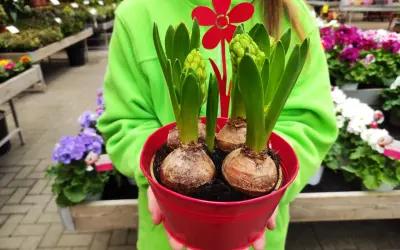 Un vaso rosso pieno di bulbi da piantare a marzo, con germogli verdi e un fiore rosso decorativo.