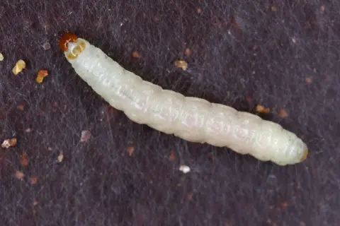 Un minuscolo bruco bianco, con la testa arancione, si muove su una superficie scura ricoperta da fili sottili.