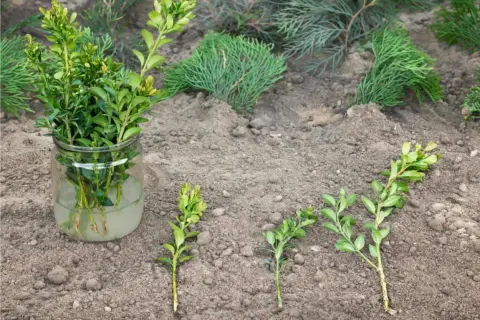 Come fare una talea: rametti di bosso in acqua e altri pronti per essere piantati nel terreno.