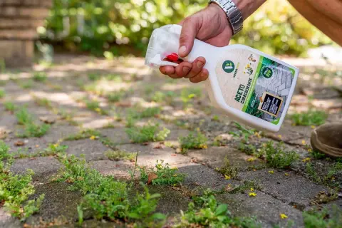 Uomo spruzza erbicida su pavimentazione infestata da erbacce. La bottiglia indica "Aceto Corroborante" e promette un effetto diserbante duraturo.