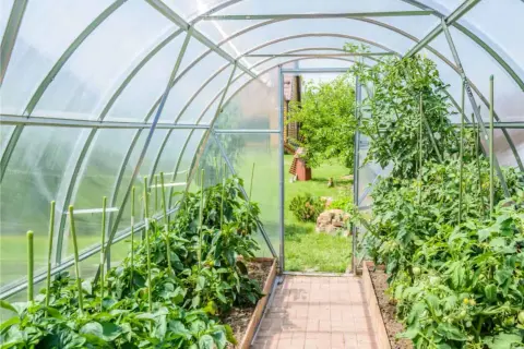 Un rigoglioso orto in serra con piante di pomodoro e peperoni. Un sentiero di mattoni conduce all'esterno, dove si intravede un giardino verde.