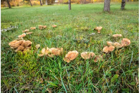 Un cerchio di funghi marroni spunta dall'erba verde. Come eliminarli?