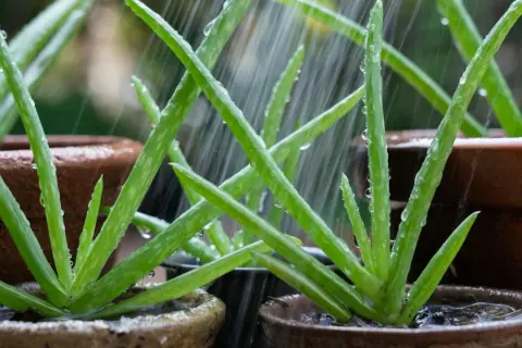 Piante di aloe in vaso ricevono acqua sotto la pioggia. Impara come curarla per farla crescere rigogliosa.