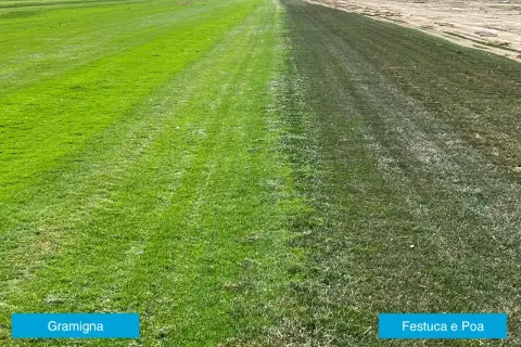 Prato diviso: a sinistra gramigna verde brillante, a destra un mix di festuca e poa trivialis più scuro e secco.