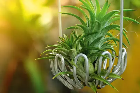 Tillandsia in un contenitore metallico, con luce solare che filtra. La cura di queste piante aeree è semplice e gratificante.