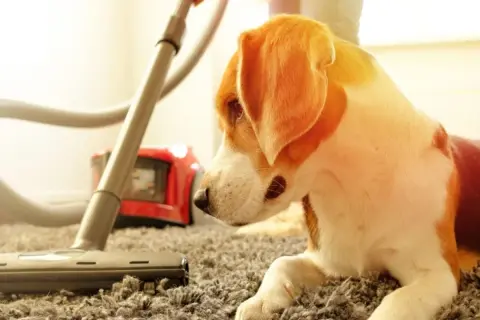 Un cane beagle osserva un aspirapolvere che pulisce il tappeto, sperando di non trovare pulci in casa.
