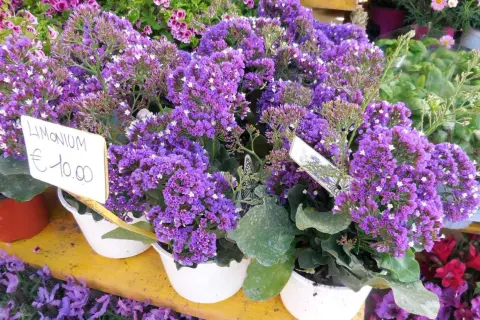 Un grappolo di statice fiore viola, con un cartellino che indica "Limonium €10.00".