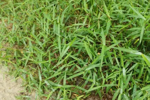 Erba gramigna che cresce fitta. Scopri come eliminare la gramigna senza diserbante con metodi naturali.