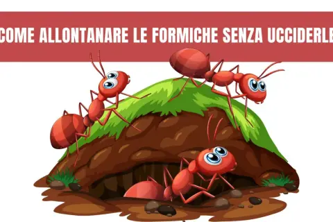 Formiche rosse animate escono da un formicaio. Scopri come allontanare le formiche con metodi naturali.