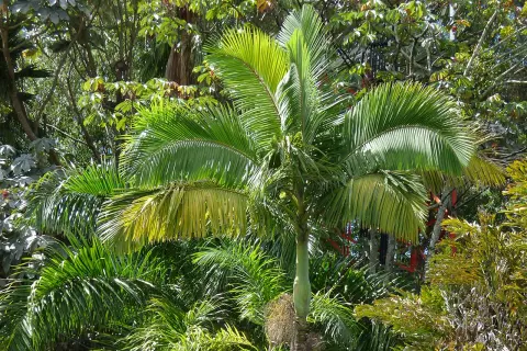 Un giardino lussureggiante con vari tipi di palme da giardino, alcune con foglie verdi brillanti, altre con sfumature gialle.