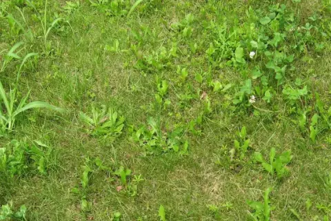 Un prato verde con erbe infestanti a foglia stretta, tra cui trifoglio e qualche fiorellino bianco e giallo.