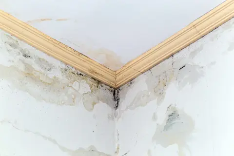 Angolo di un soffitto con evidenti macchie gialle e muffa nera, segno di infiltrazioni d'acqua e umidità.