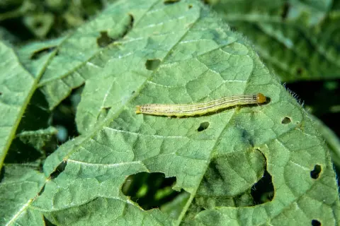 Un piccolo bruco verde mangia foglie, lasciando buchi. Forse cerca rimedi naturali per la sua crescita.