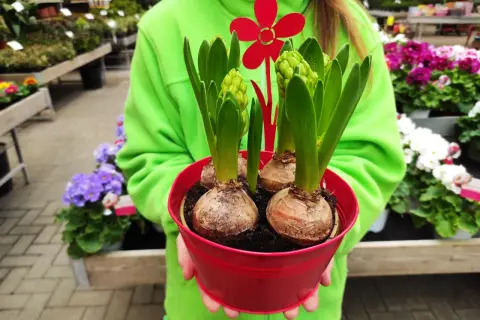 Un vaso rosso pieno di bulbi da piantare a marzo, con germogli verdi e un fiore rosso decorativo.