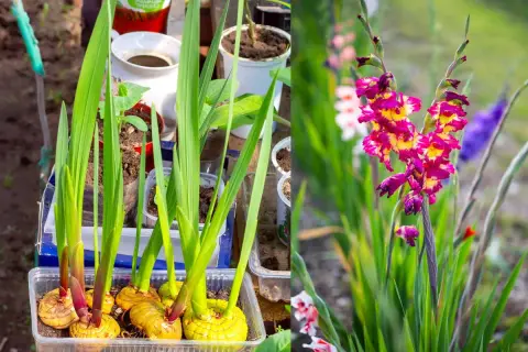 Gladioli in vaso germogliano, pronti per fiorire. La foto mostra perché i gladioli non fioriscono: bulbi sani e foglie verdi, ma ancora senza fiori.