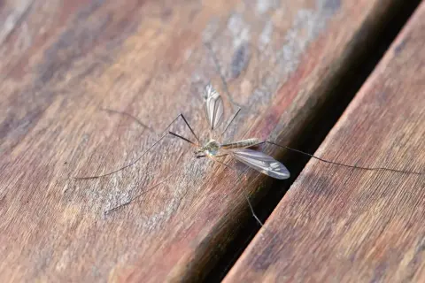 Zanzara su legno, un promemoria per la disinfestazione zanzare fai da te.