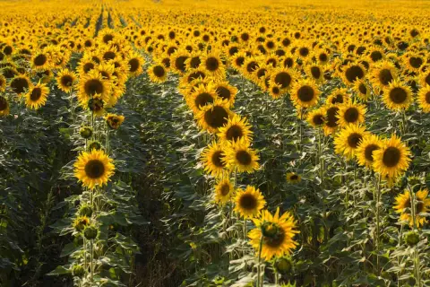 Un vasto campo di girasoli in piena fioritura, con i loro petali gialli che si stagliano contro il verde delle foglie. Un'immagine che evoca la bellezza dell'estate, quando fioriscono i girasoli.