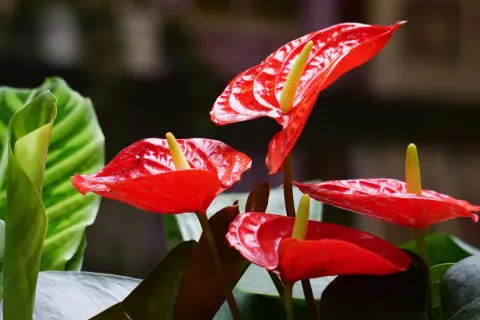 Anthurium rosso: scopri come prendertene cura per fioriture splendide. Luce indiretta, annaffiature moderate e umidità sono fondamentali.
