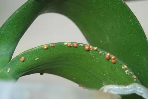 Cocciniglia su foglia verde. Rimedi naturali aceto per combatterla.