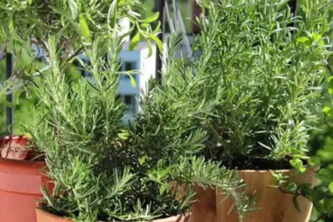 Piante di rosmarino rigogliose in vasi, con i loro aghi verdi che si intrecciano. Il profumo del rosmarino mai vicino, ma sempre presente.