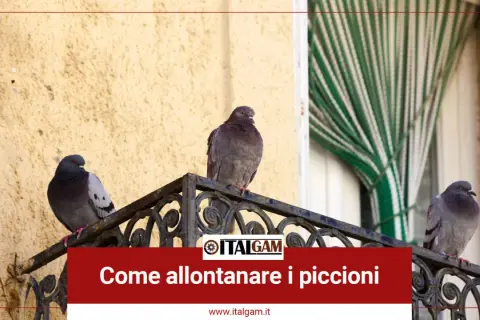 Tre piccioni si posano su un davanzale, suggerendo come allontanare i piccioni da balconi e finestre.