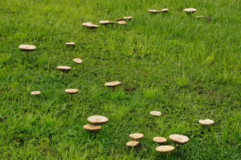 Un prato verde punteggiato da numerosi funghi del prato, alcuni dei quali potrebbero essere usati come rimedi naturali.
