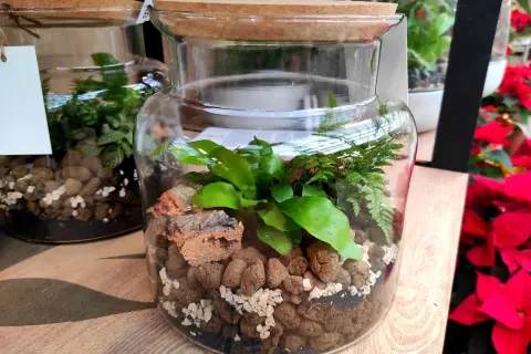 Un piccolo ecosistema in un barattolo di vetro, una **pianta di vetro** con felci e foglie verdi, su uno sfondo di poinsettie rosse.