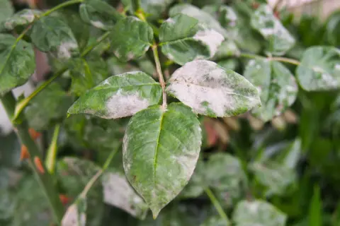 Foglie di rosa con oidio, un problema comune per cui esistono efficaci rimedi della nonna per le malattie delle rose.
