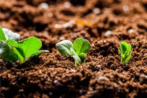 Germogli verdi spuntano da un terriccio senza torba, significato di una crescita sostenibile e naturale.