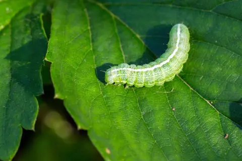 Un bruco verde brillante si muove su una foglia, lasciando tracce del suo passaggio. Le foglie mangiate da bruchi sono un segno della natura.