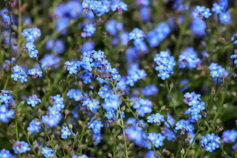 Un prato di myosotis alpestris, piccoli fiori blu intenso con un cuore giallo, sembrano un tappeto di stelle cadute.