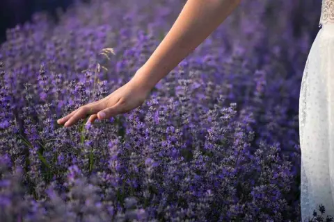 Mano sfiora un campo di lavanda viola. Il momento ideale per sapere quando piantare la lavanda è la primavera o l'autunno.