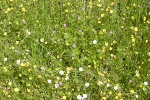 Prato fiorito con margherite bianche e gialle, piccoli fiori rosa e verdi foglie di infestanti a foglia larga.
