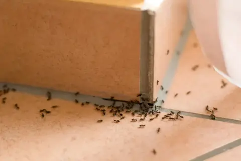Formiche attratte da una trappola per formiche fai da te, un'invasione in miniatura sul pavimento piastrellato.