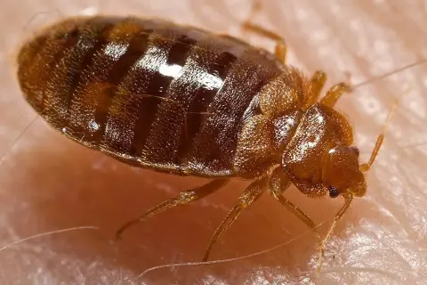 Ingrandimento di una cimice del letto, insetto parassita che si nutre di sangue umano.