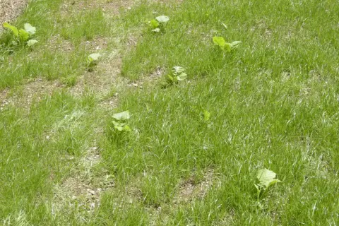 Un prato verde con alcune piante di setaria infestante che spuntano tra l'erba.