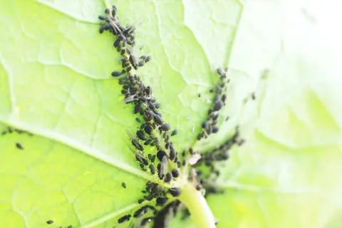 Un'infestazione di afidi neri su una foglia verde. Scopri come eliminarli per salvare le tue piante.
