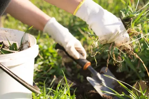 Mani guantate strappano erbacce dal terreno, pronte per essere messe in un secchio. Un piccolo attrezzo da giardinaggio è pronto all'uso per aiutare a togliere erbacce dal giardino.