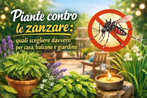 Piante contro le zanzare: lavanda, basilico e altre erbe aromatiche per un giardino senza insetti. Candela profumata accesa.