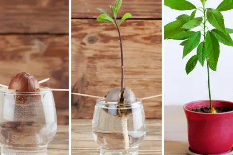 Fasi per imparare come piantare avocado: seme in acqua, germoglio con radici e piantina in vaso.