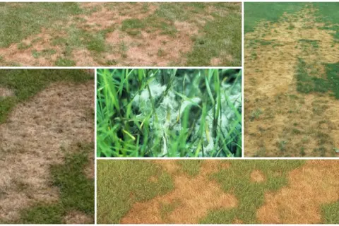 Macchie marroni e lanugine bianca su un prato, sintomi di pythium.