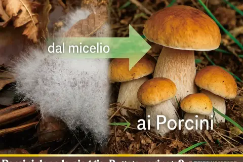 Dal micelio ai Porcini: un gruppo di funghi Porcini cresce nel prato, mostrando la trasformazione da una massa bianca a deliziosi funghi.